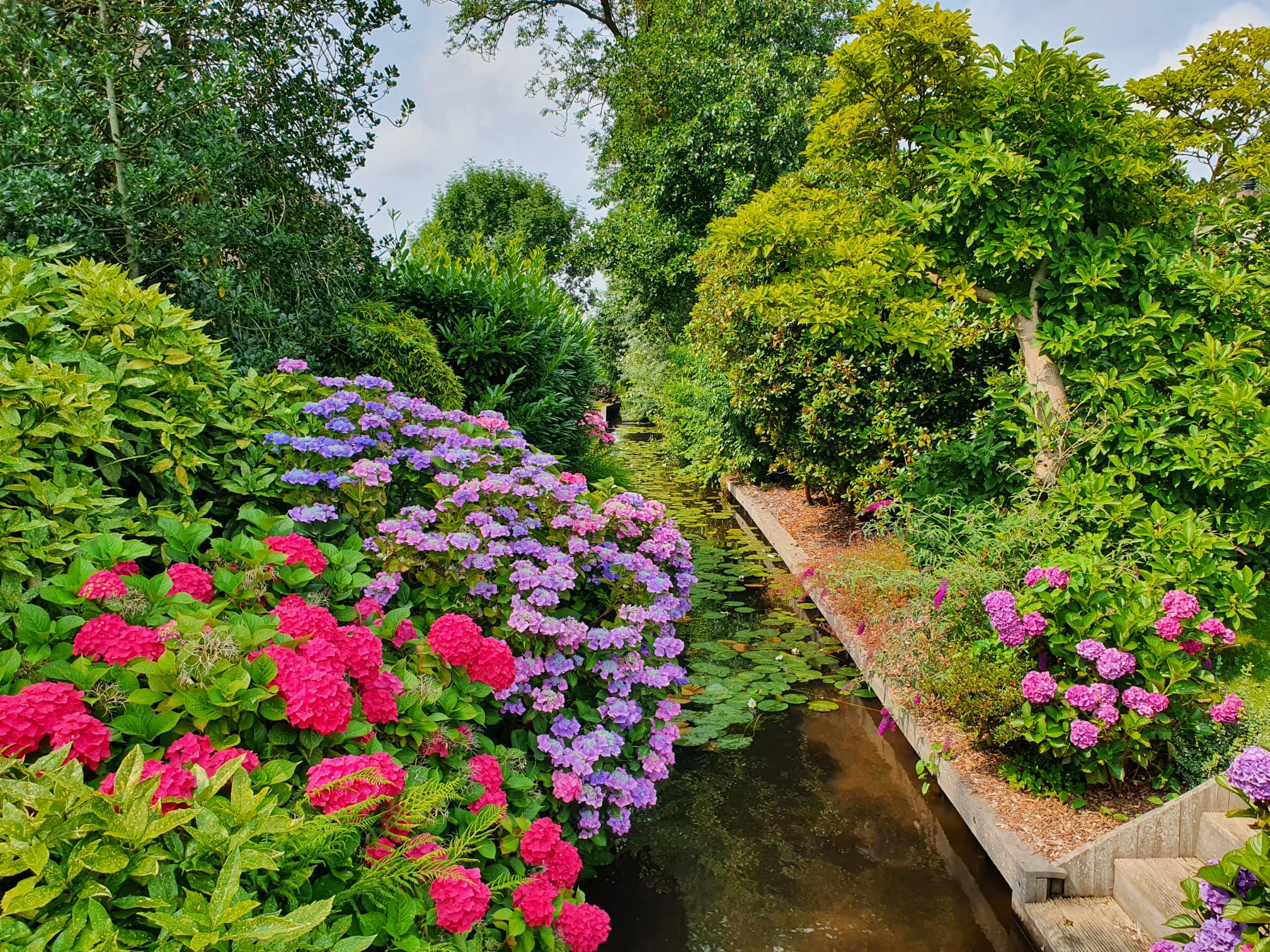 Pink and blue hydrangeas along a canal