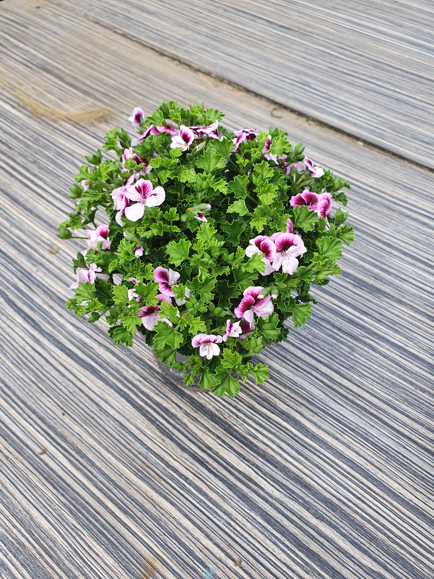 A potted pelargonium in flower on decking
