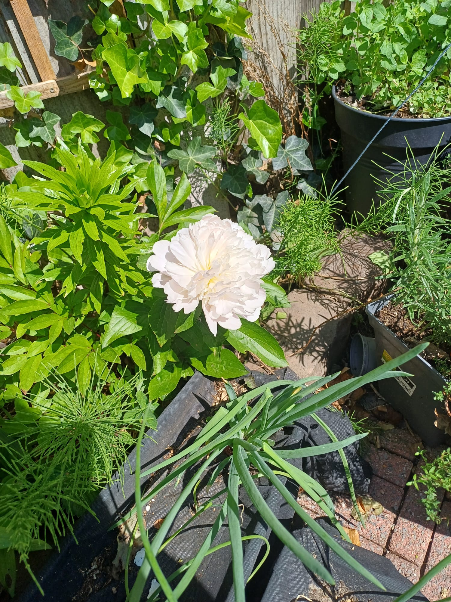 A cream peony in a garden corner