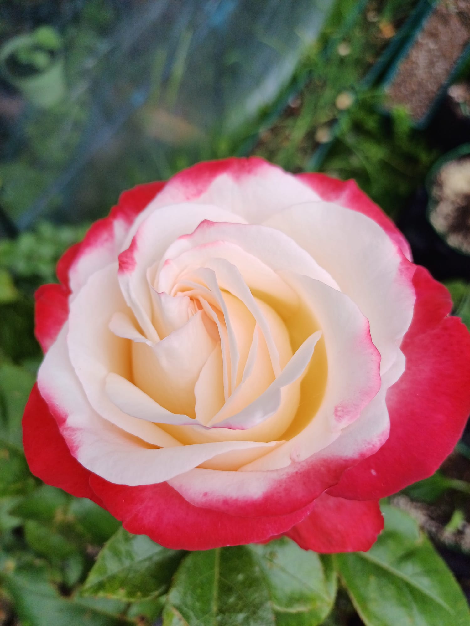 A rose with cream petals edged in red